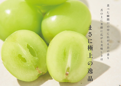 【定期便】甲州市自慢の大粒葡萄3種セット“シャインマスカット”“種無しピオーネ”“種無し巨峰” 自然農法【2026年発送】（BNC）J1-101 シャインマスカット ぶどう フルーツ