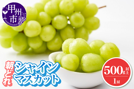 朝どれ シャインマスカット 500g以上 1房 農家直送【2025年発送】（IS）A08-465【シャインマスカット 葡萄 ぶどう ブドウ 令和7年発送 期間限定 山梨県産 甲州市 フルーツ 果物】