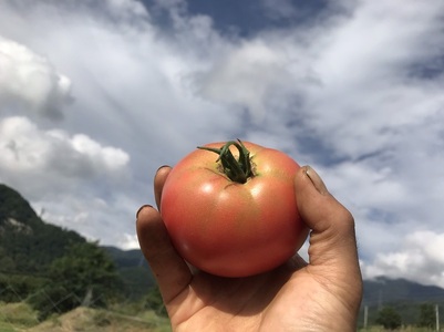 甲州屋厳選 甲州高原トマト 約4kg（12～24個）【2025年発送】B-405