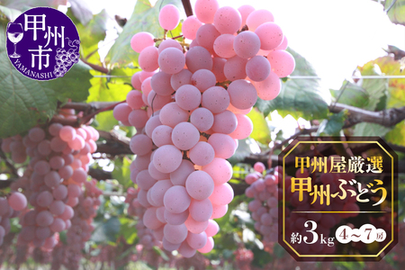 甲州屋厳選 甲州ぶどう 約3kg（4～7房）【2026年発送】B15-138 ぶどう フルーツ