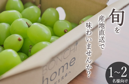 甲州市産 たっぷり粒詰めシャインマスカット 約500g 自然農法 【2025年発送】（BNC）B-489 シャインマスカット フルーツ