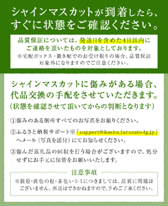 甲州市産厳選大粒シャインマスカット約1.2kg 2～3房×2箱【2025年発送】（MG）C1-480 【シャインマスカット 葡萄 ぶどう ブドウ 令和7年発送 期間限定 山梨県産 甲州市 フルーツ 果物】