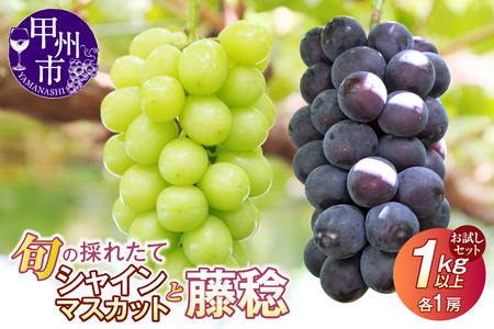 【クール配送】お試しセット！旬の採れたてシャインマスカット＆藤稔 1.0kg以上（各1房）【2026年発送】（HO）B-427 シャインマスカット 藤稔 フルーツ