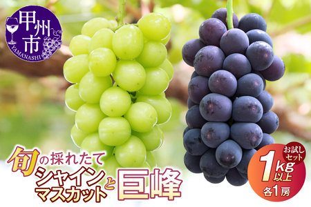 【クール配送】お試しセット!旬の採れたてシャインマスカット&巨峰 1.0kg以上(各1房)【2026年発送】(HO)B-428 シャインマスカット 巨峰 フルーツ