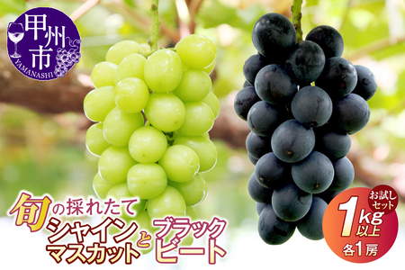 【クール配送】お試しセット！旬の採れたてシャインマスカット＆ブラックビート 1.0kg以上（各1房）【2026年発送】（HO）B-429 シャインマスカット ブラックビート フルーツ