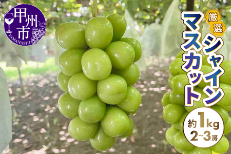 厳選シャインマスカット 約1kg（2～3房）【2026年発送】（SFN）A09-1010 シャインマスカット フルーツ