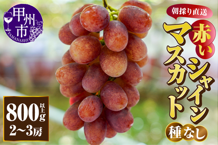赤いシャインマスカット（種無し）800g以上【2～3房】朝採り直送（クイーンマスカット・サンシャインレッド・紅シャイン2号）【2026年発送】（AF）B13-450 クイーンマスカット サンシャインレッド 紅シャイン2号 フルーツ