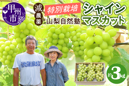 減農薬「特別栽培」やまなし自然塾の甲州市産シャインマスカット 約3kg【2025年発送】(YSGK)C5-160 【シャインマスカット 葡萄 ぶどう ブドウ 令和7年発送 期間限定 山梨県産 甲州市 フルーツ 果物】