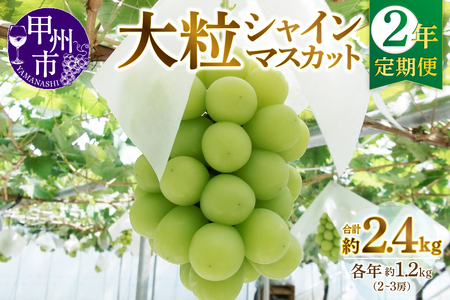 【定期便】甲州市産厳選大粒シャインマスカット約1.2kg 2年定期便【2025年・2026年発送】（MG）C2-495 【シャインマスカット 令和7年発送 令和8年発送 期間限定 フルーツ 果物 山梨県産 甲州市】 
