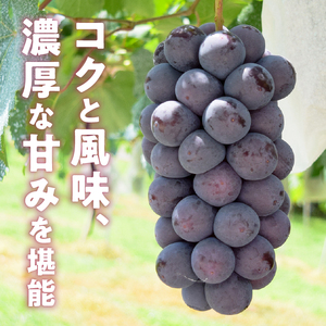 【クール配送】濃厚な甘さ！！旬の採れたて種なしBKシードレス 1.2kg以上（2～3房）【2025年発送】（HO）B-1410 【BKシードレス ぶどう 葡萄 ブドウ 令和7年発送 期間限定 山梨県産 甲州市 フルーツ 果物】