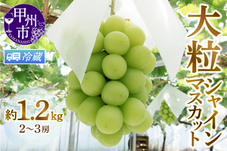 【クール便発送】甲州市産厳選旬の大粒シャインマスカット 約1.2kg 2～3房【2026年発送】（MG）B12-472CO シャインマスカット フルーツ