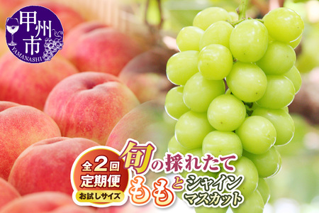 【定期便】【お試しサイズ】旬の採れたて2回定期便(桃・シャインマスカット)【2026年発送】(HO)B14-1410 桃 シャインマスカット フルーツ