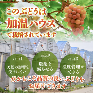 クール配送 加温ハウス「マルエス農園」シャインマスカット 合計1.2kg以上（2～3房）【2026年発送】（MS）D-121 シャインマスカット フルーツ