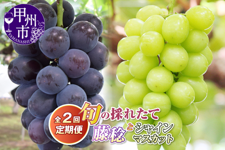 【定期便】旬の採れたて2回定期便(藤稔・シャインマスカット)【2026年発送】(HO)B19-410 藤稔 シャインマスカット