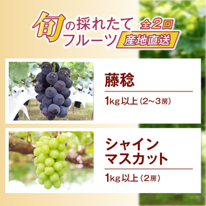 【定期便】旬の採れたて2回定期便(藤稔・シャインマスカット)【2026年発送】(HO)B19-410 藤稔 シャインマスカット