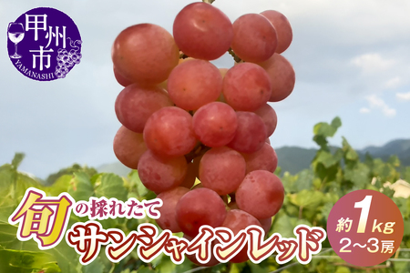 【ふるなび限定】旬の採れたてサンシャインレッド 約1kg（2～3房）【2026年発送】（HO）C-413 FN-Limited-SP ぶどう フルーツ