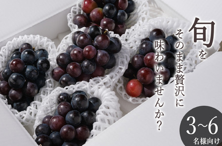 甲州市産 種無しピオーネ 4～5房入（約1.8kg）自然農法【2026年発送】（BNC）B18-424 ピオーネ フルーツ