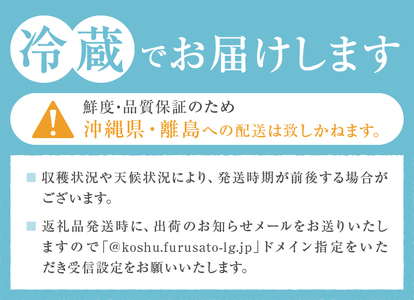 甲州市産「巨峰」 約1.4kg（2～4房）【2024年発送】（ASF）B-146