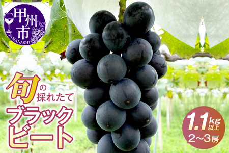 極希少品種！！旬の採れたてブラックビート 1.1kg以上（2房～3房）【2026年配送】（HO）B12-146 ブラックビート フルーツ