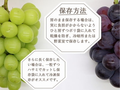 厳選 葡萄食べ比べセット 1.0kg以上 2房入り【2025年発送】（IS