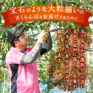 【宿沢フルーツ農園】のさくらんぼ 佐藤錦 約500g 化粧箱 バラ詰め【2026年発送】（SF）B12-144