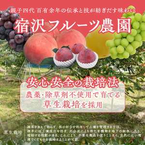 【宿沢フルーツ農園】山梨のフルーツ定期便7回コース 3～4名様用（SF）G-102 さくらんぼ 桃 すもも ぶどう 柿 フルーツ