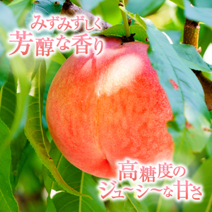 農林水産大臣賞経験のある最高品質の桃を感謝を込めて朝どれでお贈りします！ 2kg（4～7玉）【2024年発送】（LMS）B12-475【桃 もも モモ ピーチ 期間限定】