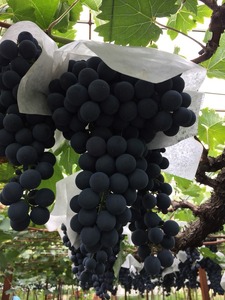 【香高くスッキリ】 自家栽培古樹甲州 アヤモノポール 白ワイン（MRF）B17-830