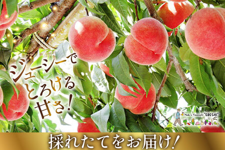 【2025年発送】山梨県産 桃 約2kg [えべし 山梨県 中央市 21470864] もも モモ くだもの 産地直送 フルーツ 果物 2キロ 冷蔵 山梨 白桃