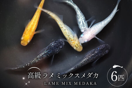 メダカ 高級ラメミックスメダカ 6匹 ／ メダカ めだか 生体 medaka アクアリウム 販売 ミックスメダカ 熱帯魚 メダカ生体 高級 ひので屋 山梨県 中央市