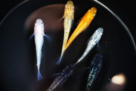 メダカ 高級ラメミックスメダカ 6匹 ／ メダカ めだか 生体 medaka