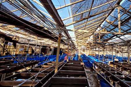 メダカ 高級ラメミックスメダカ 6匹 ／ メダカ めだか 生体 medaka アクアリウム 販売 ミックスメダカ 熱帯魚 メダカ生体 高級 ひので屋 山梨県 中央市