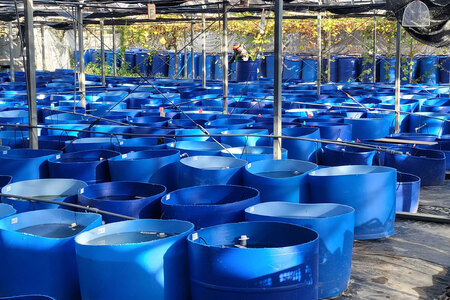 メダカ 高級ラメミックスメダカ 6匹 ／ メダカ めだか 生体 medaka アクアリウム 販売 ミックスメダカ 熱帯魚 メダカ生体 高級 ひので屋 山梨県 中央市