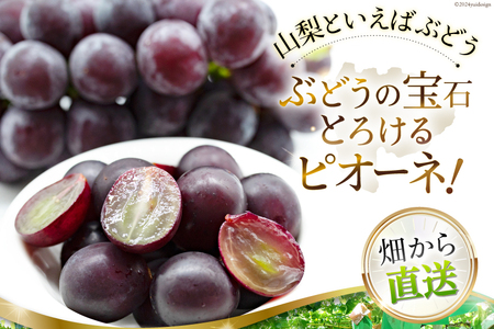 【2025年発送】 山梨県産 ピオーネ 約1.8kg [株式会社えべし 山梨県 中央市 21470729] フルーツ 果物 くだもの 産地直送 期間限定 季節限定 冷蔵