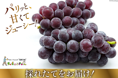 【2025年発送】 山梨県産 ピオーネ 約1.8kg [株式会社えべし 山梨県 中央市 21470729] フルーツ 果物 くだもの 産地直送 期間限定 季節限定 冷蔵