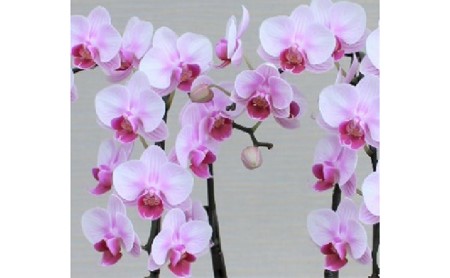 ミディ胡蝶蘭2本立 オリジナル洋風角鉢 配送不可 北海道 九州 沖縄 離島 山梨県中央市 ふるさと納税サイト ふるなび