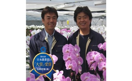 熟成胡蝶蘭3本立ゴールデンマンボ 手作り和風鉢 配送不可 北海道 九州 沖縄 離島 山梨県中央市 ふるさと納税サイト ふるなび