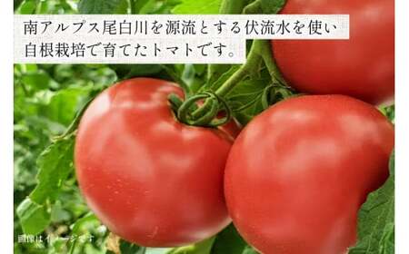 トマト 中央市産トマト 4kg 18～24個 [とまと舎たかの 山梨県 中央市 21470758] 野菜 やさい とまと 甘い リコピン 【2025年11月上旬～2026年3月下旬発送予定】
