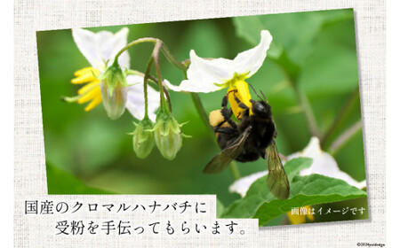 トマト 中央市産トマト 4kg 18～24個 [とまと舎たかの 山梨県 中央市 21470758] 野菜 やさい とまと 甘い リコピン 【2025年11月上旬～2026年3月下旬発送予定】