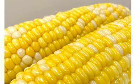 【先行予約】とうもろこし ドルチェドリーム 10本 [マルヨシ園芸 山梨県 中央市 21470552] 朝採り 新鮮 期間限定 トウモロコシ 甘い ジューシー 野菜 農家直送 【2026年6月下旬～7月上旬発送予定】