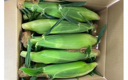 【先行予約】とうもろこし ドルチェドリーム 10本 [マルヨシ園芸 山梨県 中央市 21470552] 朝採り 新鮮 期間限定 トウモロコシ 甘い ジューシー 野菜 農家直送 【2026年6月下旬～7月上旬発送予定】