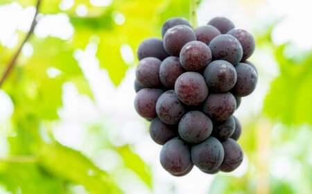 山梨県産ピオーネ 約1kg ピオーネ 葡萄 ブドウ ぶどう フルーツ くだもの 果物 果実 濃厚 大粒 国産 山梨県産 【 2026年9月上旬～10月下旬発送予定 】