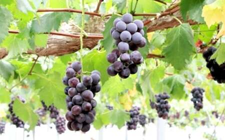 山梨県産ピオーネ 約1kg ピオーネ 葡萄 ブドウ ぶどう フルーツ くだもの 果物 果実 濃厚 大粒 国産 山梨県産 【 2026年9月上旬～10月下旬発送予定 】