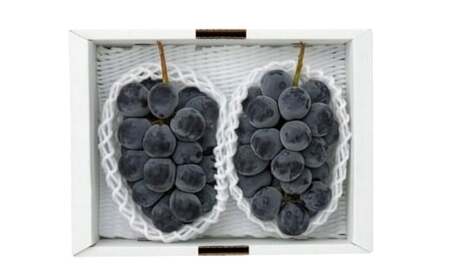 山梨県産ピオーネ 約1kg ピオーネ 葡萄 ブドウ ぶどう フルーツ くだもの 果物 果実 濃厚 大粒 国産 山梨県産 【 2026年9月上旬～10月下旬発送予定 】