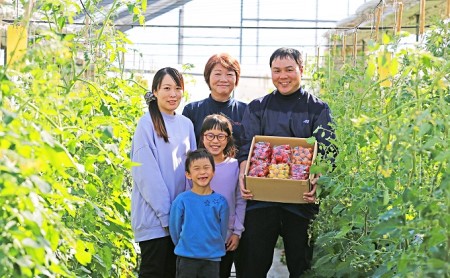 【先行受付】新鮮 採れたて トマト 食べ比べセット 3kg（500g×6袋） [ マルヨシ園芸 山梨県 中央市 21470546 ] とまと 野菜 食べ比べ 3キロ 季節限定 数量限定