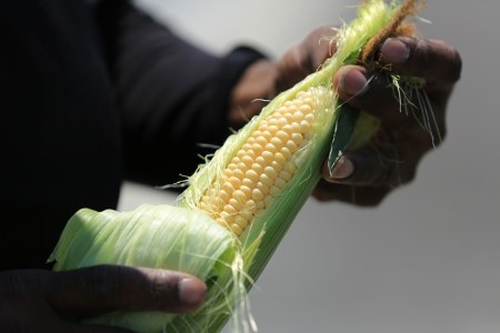 【期間限定発送】 野菜 ベビーコーン 約5kg [ラハマン農園 山梨県 中央市 21470819] トウモロコシ とうもろこし ベビーコーン ヤングコーン 大容量 期間限定 季節限定 数量限定 産地直送