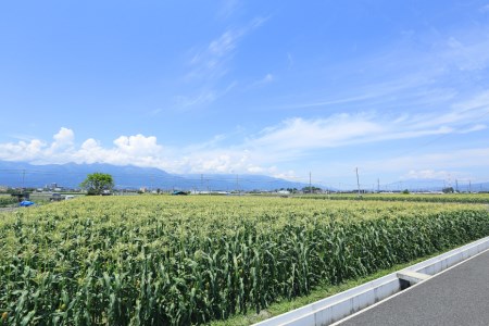 【期間限定発送】 野菜 ベビーコーン 約5kg [ラハマン農園 山梨県 中央市 21470819] トウモロコシ とうもろこし ベビーコーン ヤングコーン 大容量 期間限定 季節限定 数量限定 産地直送