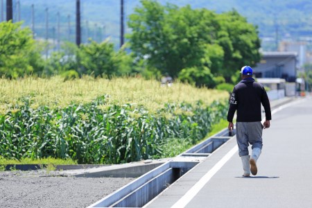 【期間限定発送】 野菜 ベビーコーン 約5kg [ラハマン農園 山梨県 中央市 21470819] トウモロコシ とうもろこし ベビーコーン ヤングコーン 大容量 期間限定 季節限定 数量限定 産地直送