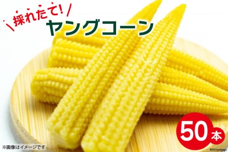 採れたて! ヤングコーン 50本/ よしろーさんちの農園 / 山梨県 中央市
