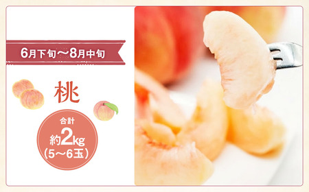 【先行受付】【3回 定期便 】山梨県産 フルーツ 『 桃 2kg & シャインマスカット 1.8kg & キウイフルーツ 1.5kg』 [ えべし 山梨県 中央市 21470867] 果物 くだもの もも マスカット キウイ 【2026年6月下旬-2027年1月下旬発送予定】